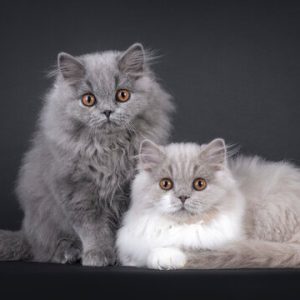 British Longhair – Grey