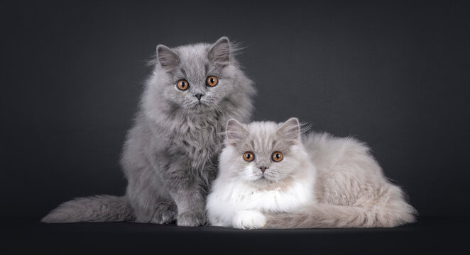 British Longhair – Grey