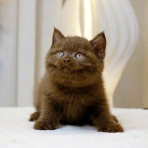 Cinnamon Cat