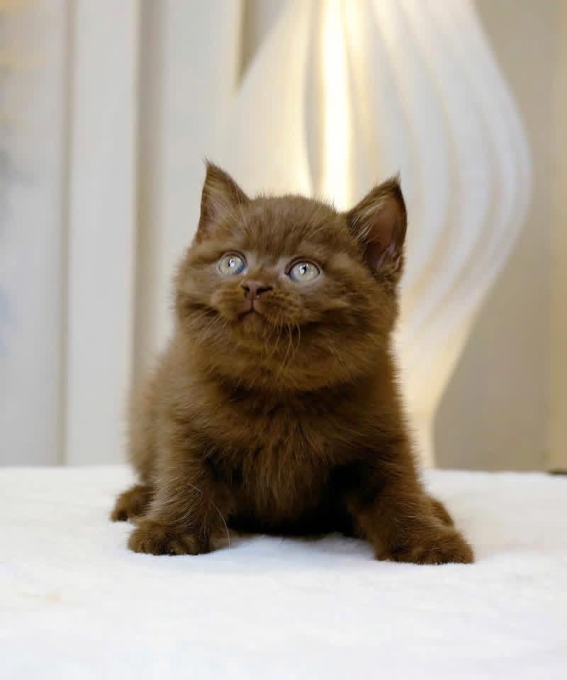Cinnamon Cat