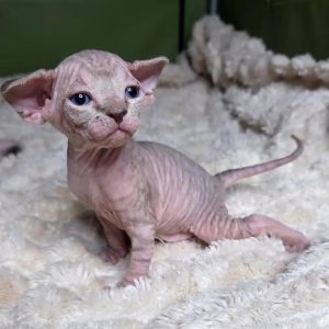 Hair less cat