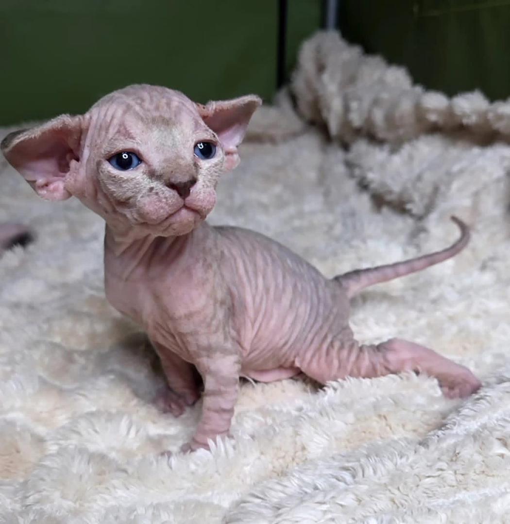 Hair less cat