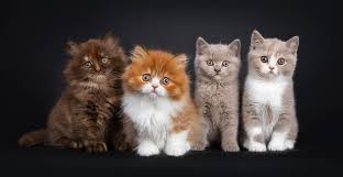 British Longhair – Other Color Variants