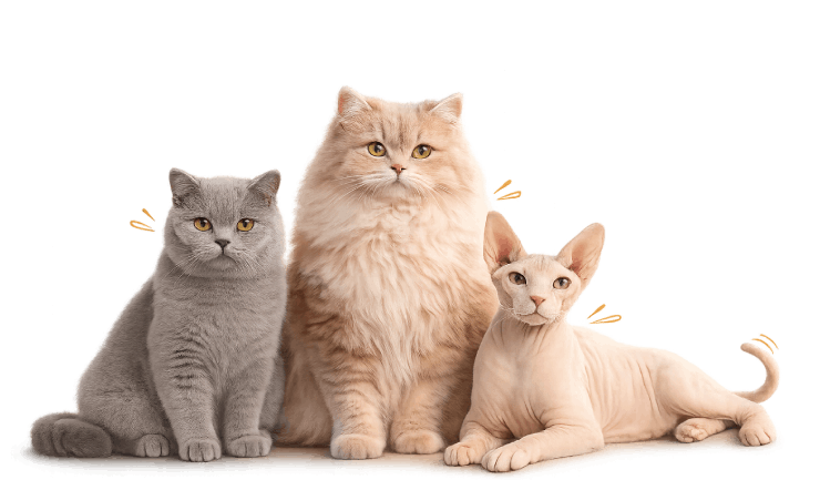Cat Kitten Store